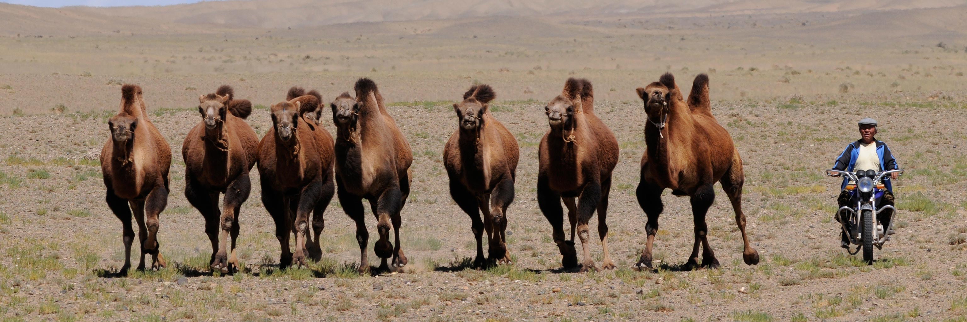 Row of Mongolian camels in a field