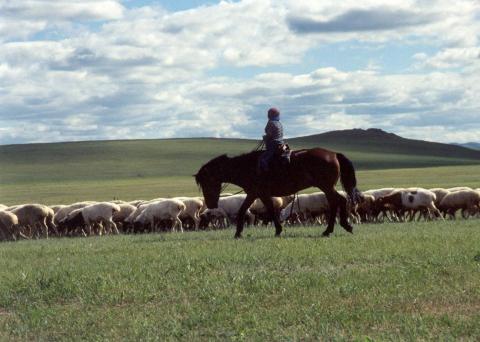 Herder on horseback